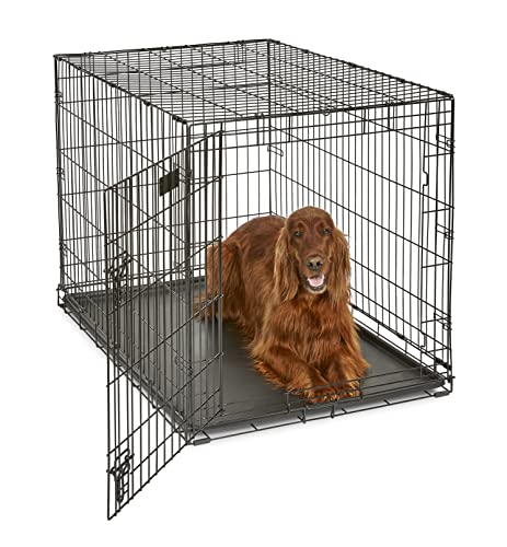 How to Stop Dogs Escaping Kennels: Products That Prevent Escapes (2026)