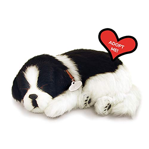Border Collie - Precious Petzzz