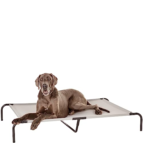 Best Elevated Dog Beds for Large Breeds (2026)