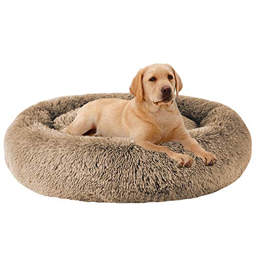 How to Calm Dogs on Halloween with Safe Bed & Crate Setup (2026)