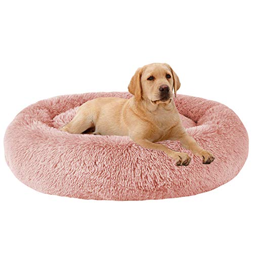 How to Prepare Anxious Dogs for Halloween: Quiet Crate & Bed Setup (2026)