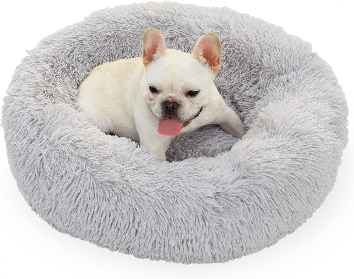 How to Pick a Dog Bed for Short-Legged Breeds (2026)