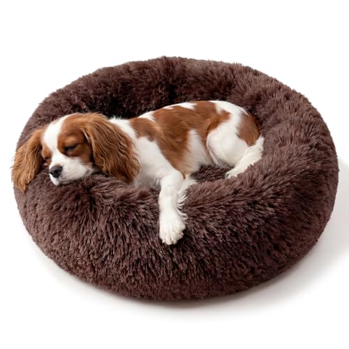 Memory Foam vs Air-Flow vs Cooling Gel Dog Beds (2026)