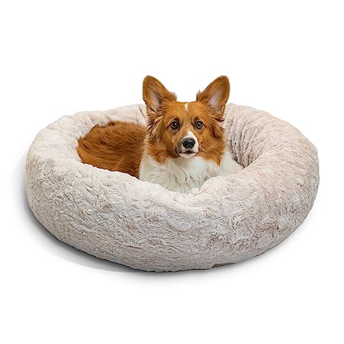 Best Dog Beds for Comfort & Durability (2026 Guide)
