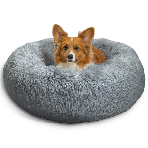 Best Dog Beds Under $50 (2026 Budget Guide)