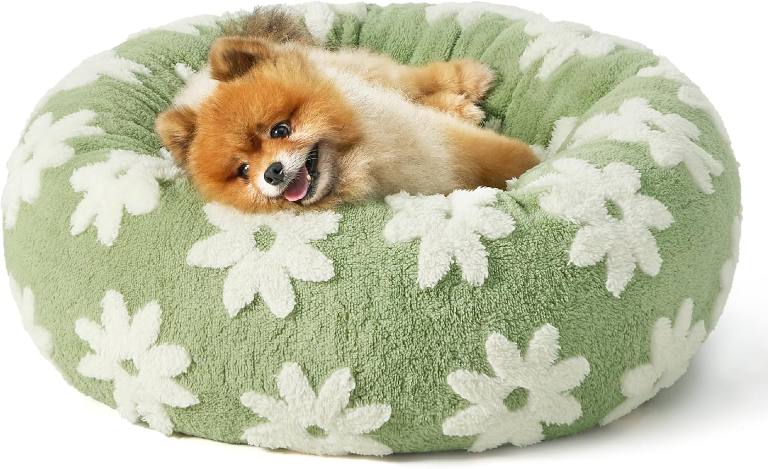 Memory Foam vs. Orthopedic vs. Elevated: Which Bed Is Best for Hot Dogs? (2026)
