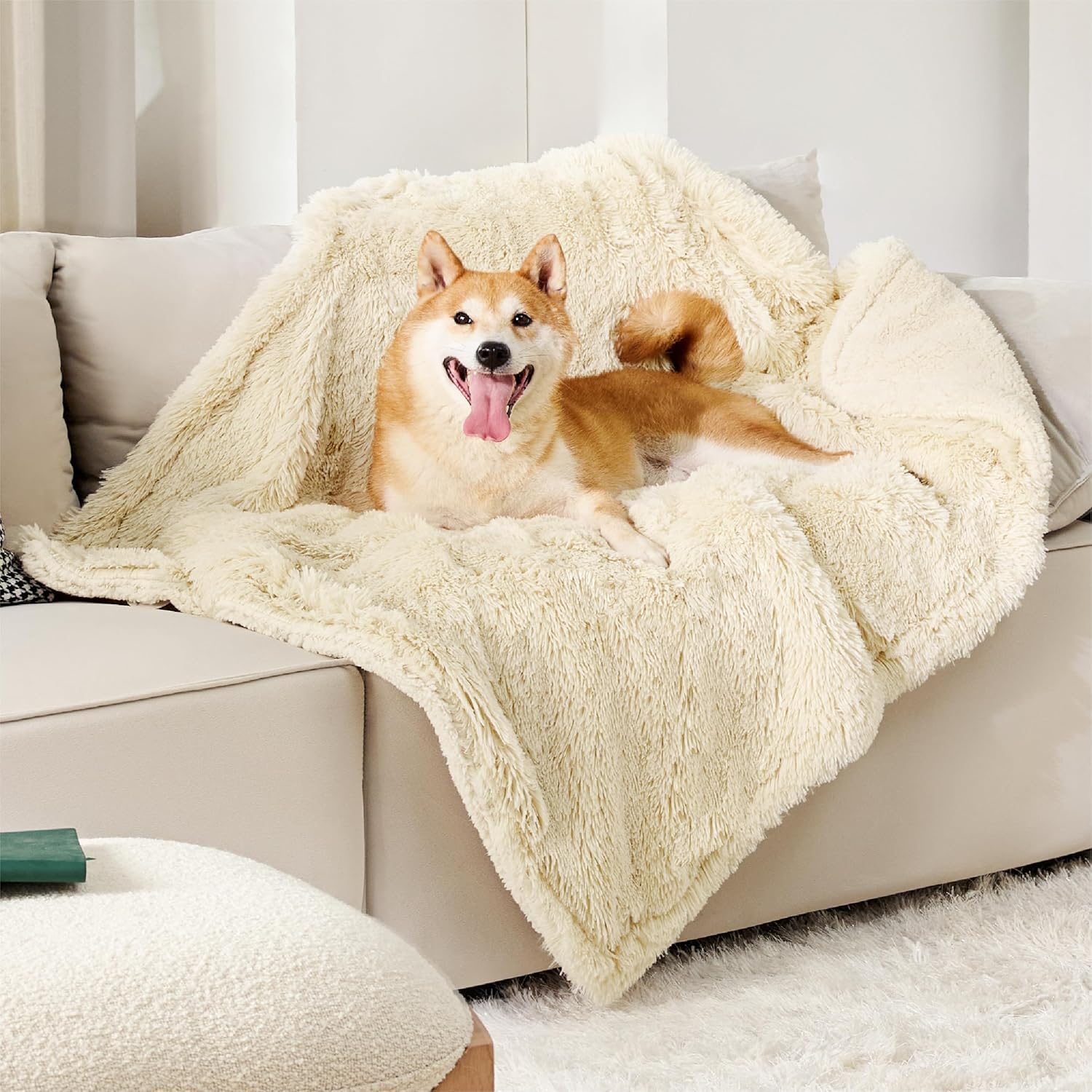 How to Choose Odor-Resistant Dog Beds (2026): Best Options & Cleaning Tips