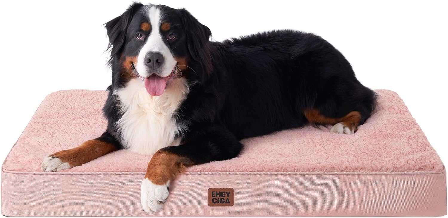 Best Dog Beds Under $50 (2026 Budget Guide)