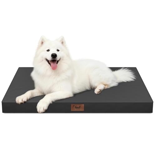 How to Keep Outdoor Dog Beds Mold- and Smell-Free (2026)